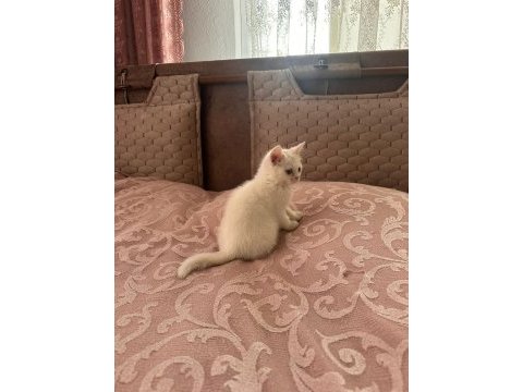 British shorthair 2 aylık yavru