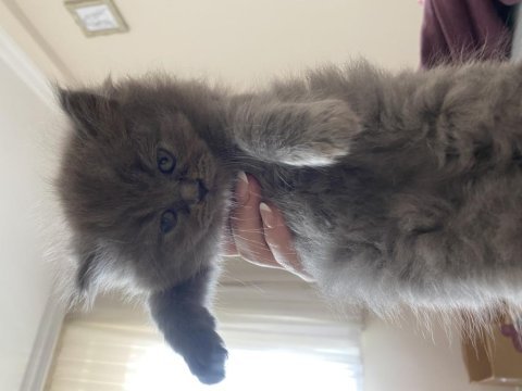 British shorthair yavrularımız yeni yuvalarını bekliyor