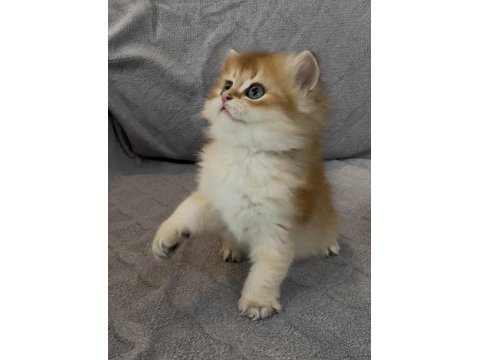 Yakışıklı safkan bir golden british longhair prens