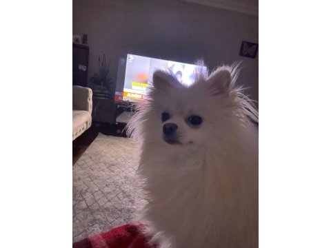 Pomeranian boo yavru köpeğimiz