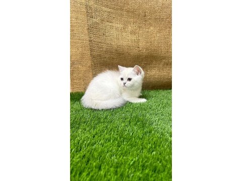 4 adet dişi british shorthair yavrumuz yeni yuvasını arıyor