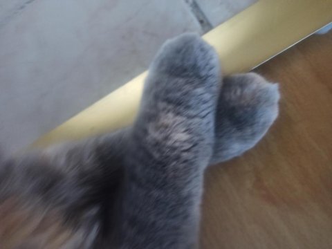 Şiba yalnız kalmasın scottish fold