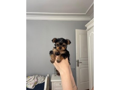 Yorkshire teacup kilo garantili baby face bebeğim