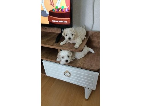50 günlük maltipoo yavru