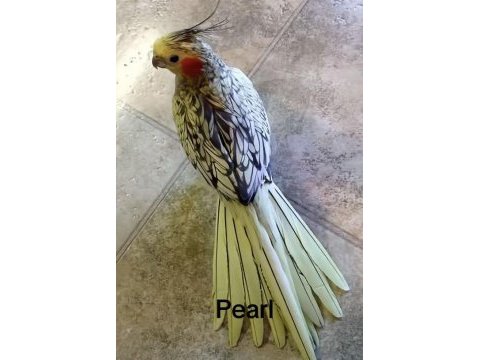 Sultan papağanlar bebek ve damızlık