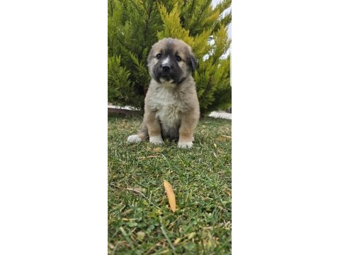 Aslan yavrusu dişi ücretsiz köpeğimiz