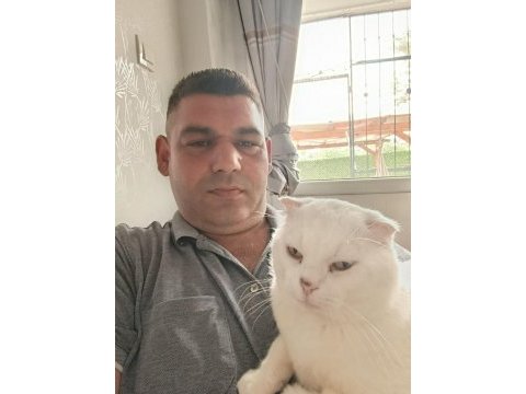 Yetişkin scottish kedimiz