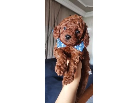 Toy poodle erkek yavrum
