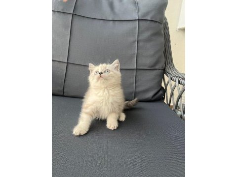 British shorthair yavrular