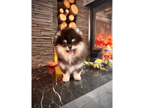 Eşsiz bir pomeranian için bizi aramadan karar vermeyn