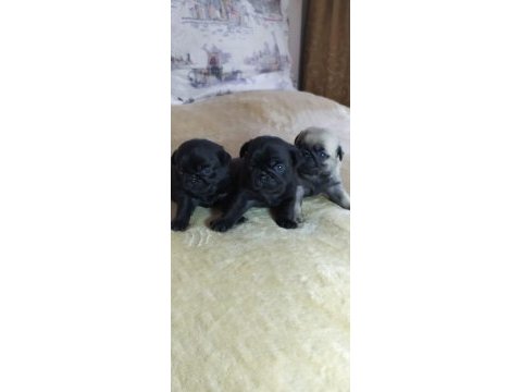 A kalitede black pug yavrularımız