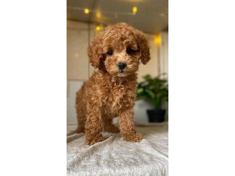 Her eve şart poodle