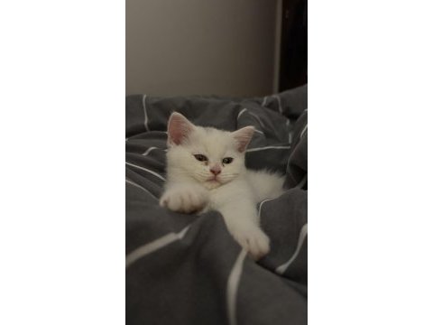 Son yavru british shorthair