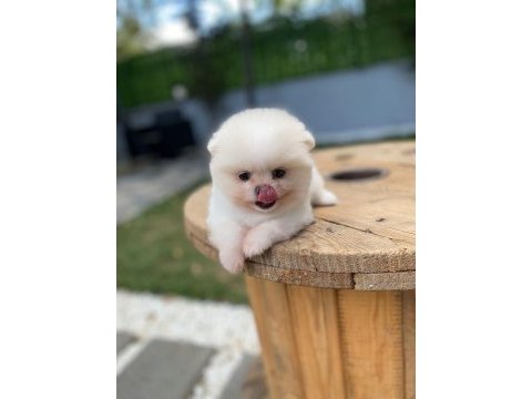 Göz kamaştıran kar beyaz ayı surat pomeranian minnoşlar