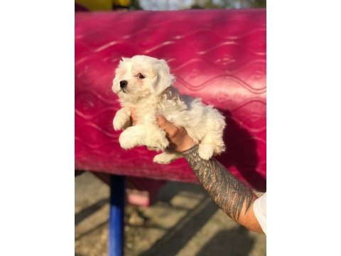 Orjinal minik maltese bebekler