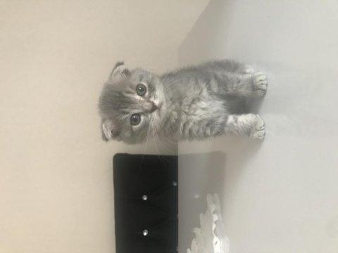 1.5 aylık dişi acil scottish fold