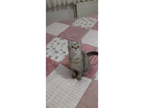 Black golden british shorthair fıstık