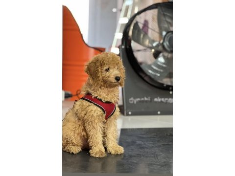 4 aylık tuvalet eğitimli sevimli poodle