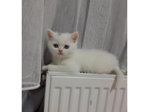 British shorthair minnaklarım
