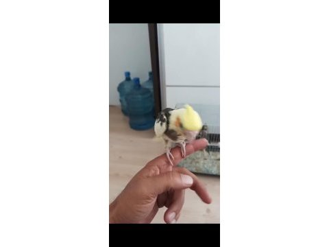 El besleme eğitimli sultan papağanı bebekler