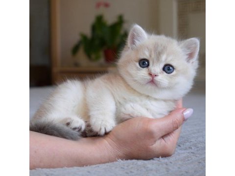 Nadir renk  golden british shorthair 