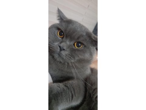 Safkan british shorthair