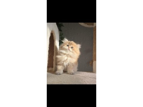 Orijinal safkan british longhair dişi yavru