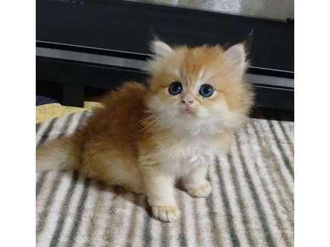 Safkan ırk yavru kediler