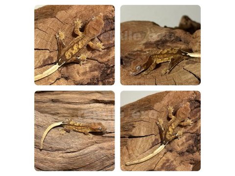 Yavru crested geckolar