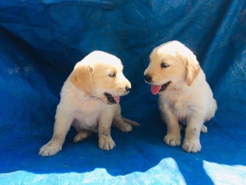 Akkuş üretim çiftliğinden golden retriever yavruları