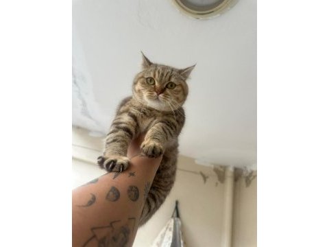 British shorthair golden point