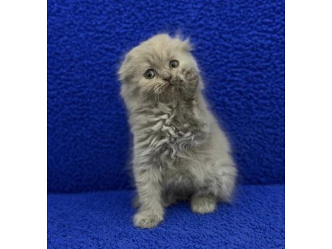 İstanbul içi adrese teslim lilak scottish fold longhair