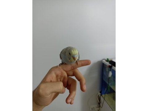 Yeme yeni düşmüş yavrularımız