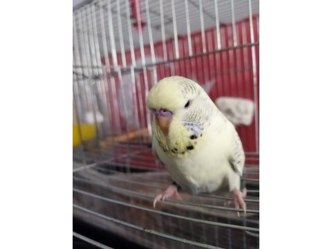 2023 yeme düşen mutasyon erkek jumbo muhabbet kuşu