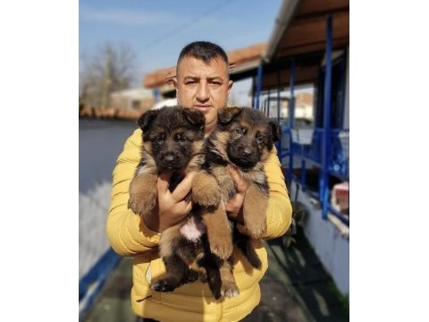 Safkan alman çoban köpeği yavruları