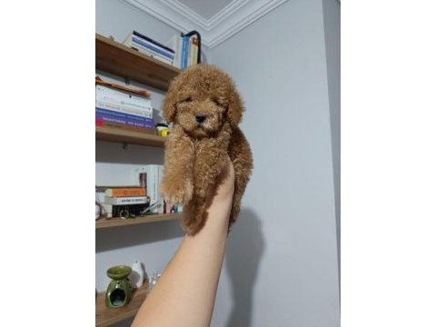 Eşsiz poodle köpeklerimiz