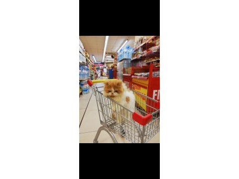 1 yaşında tatlış exotic shorthair