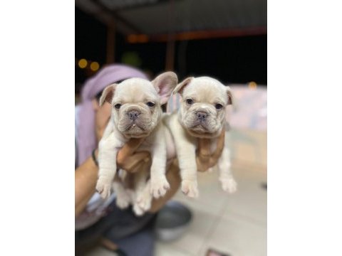 Üst düzey kalite flufy karier french bulldog bebekler