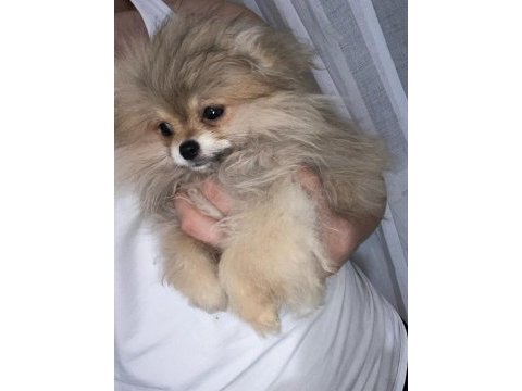 0 boy a kalite pomeranian boo sahibinden