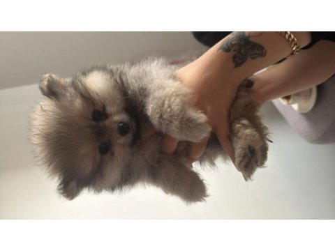 Pomeranian boo bebekler