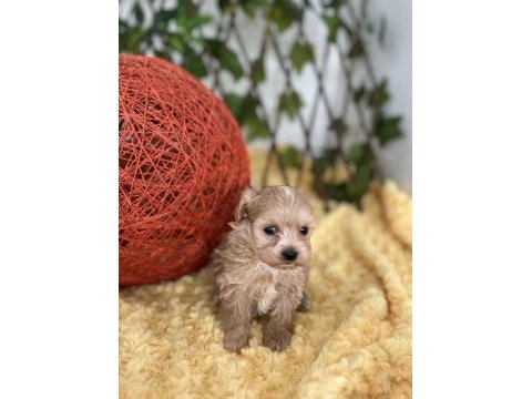 Sevimli dost canlısı maltipoo yavrular