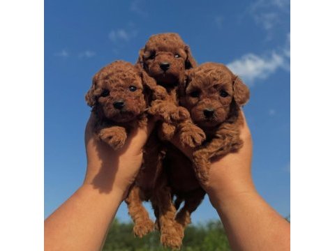 Red brown toy poodle kahverengi yavrular 