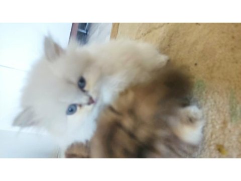 British longhair dişi bebekler