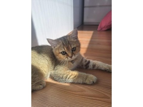 Golden british shorthair