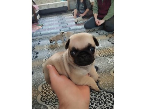 Pug mops 55 - 65 günlük erkek - dişi yavrular