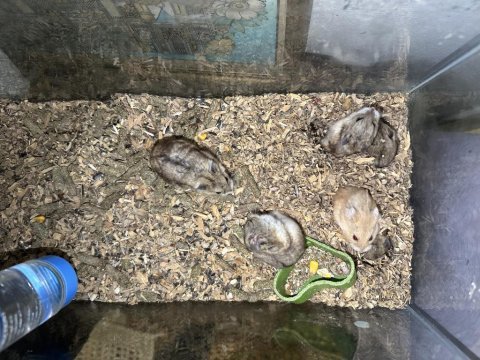 Gonzales hamster hepsi dişi