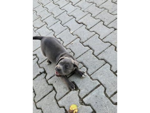 Dev cane corso italiano yavruları
