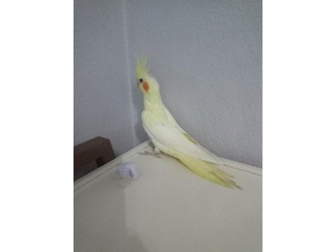 Evcil sultan papağanı yavrular