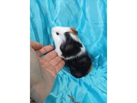 Hollandan amerikan ve dutch ginepig yavrular