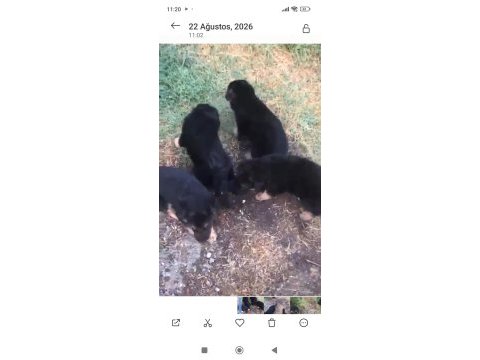 Alman kurdu yavrular 2 erkek 2 dişi